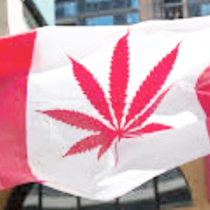 마리화나 관련주 대장주 TOP5 : 대마 합법화