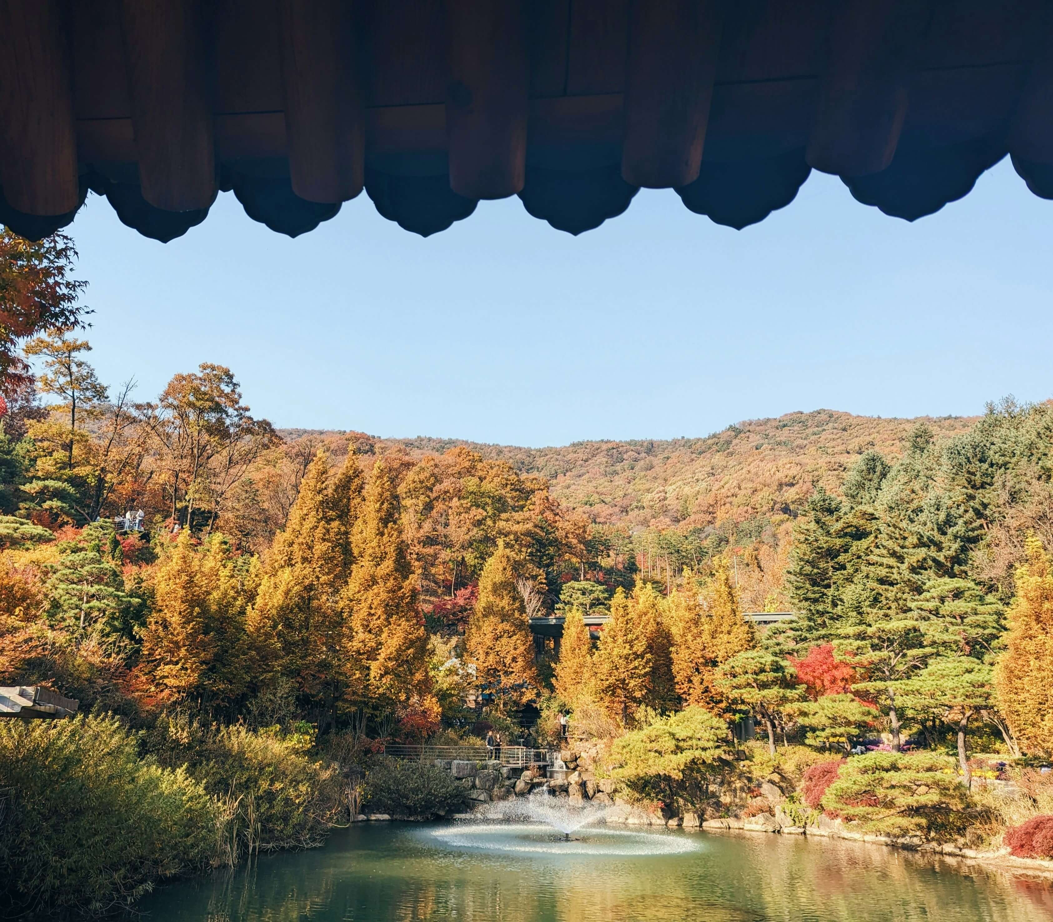 전주 -한옥마을 향교 -은행나무- 2025- 가을- 단풍- 명소 -2
