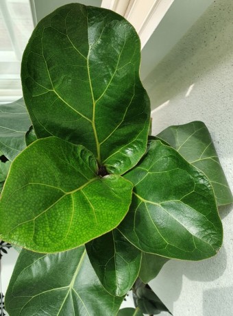 떡갈나무 물주기