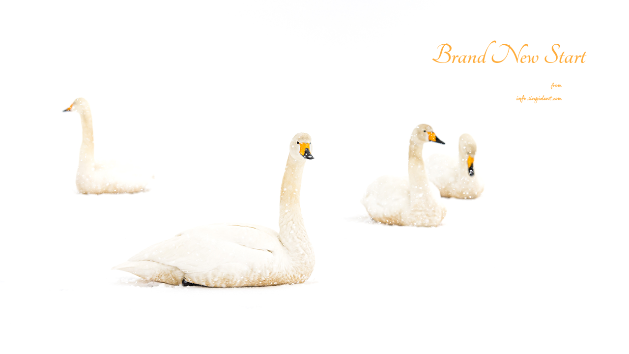11 눈 위에 백조 C - Brand New Start 새해배경화면