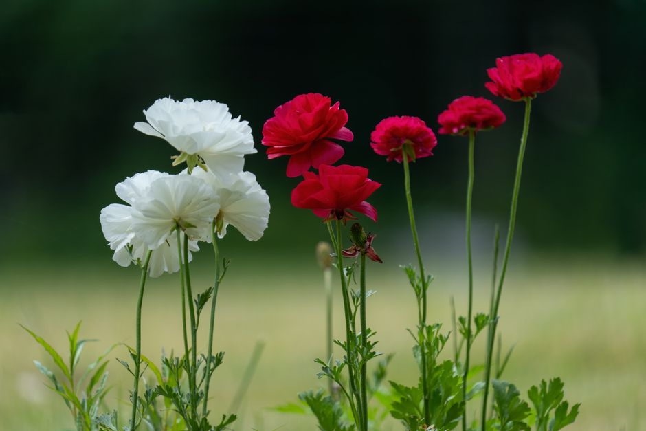 Colorful red and white ranunculus flowers blooming in a serene summer garden.