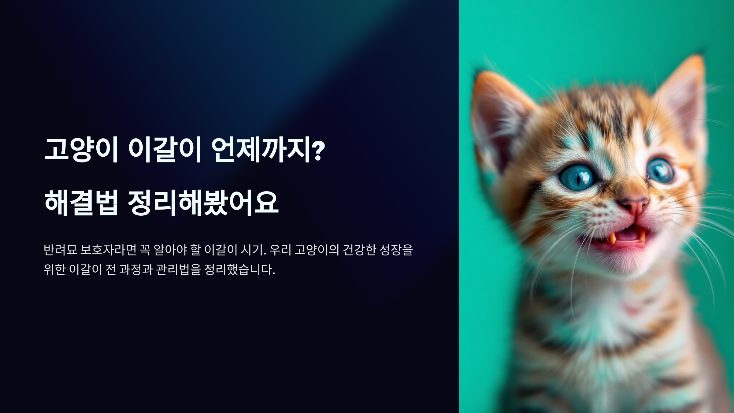 고양이 이갈이 언제까지? 해결법 정리해봤어요.