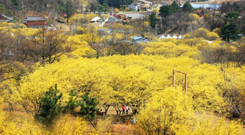 2025 이천백사 산수유 꽃축제 관련 사진