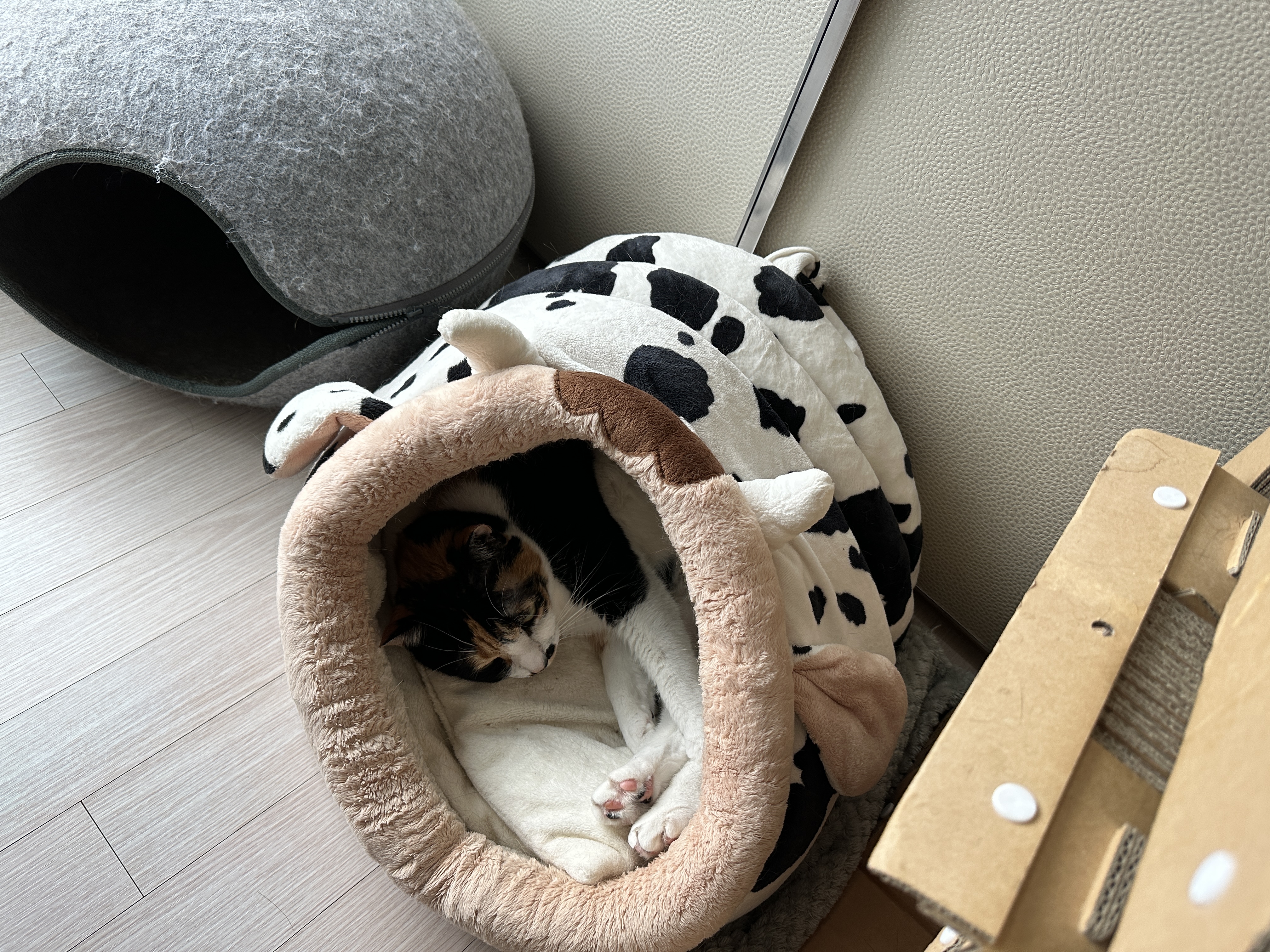 하우스_안의_삼색이고양이_다다