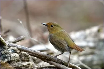 붉은가슴울새 영국 겨울 새 특징 매력 이미지_13