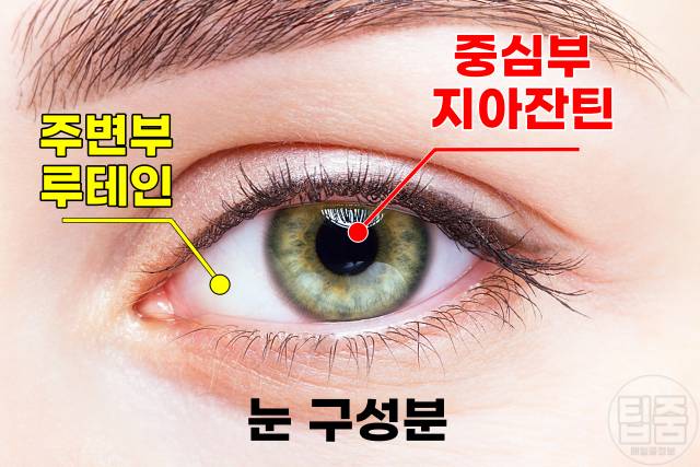 눈이 침침할때 눈에 좋은 음식 루테인 지아잔틴 많은음식