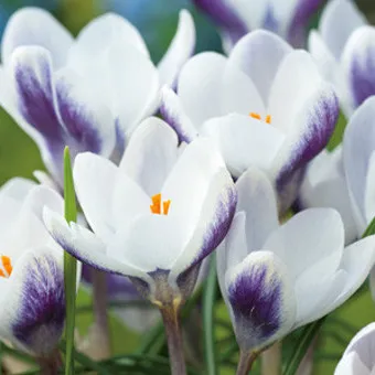 크로커스 꽃 키우기 구근 심기 꽃말 월동 똥손도 잘키우는 팁_5