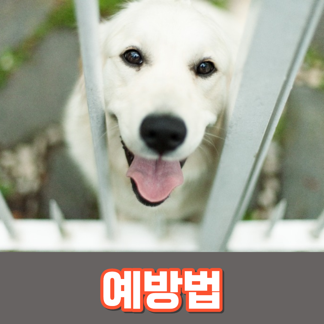 광견병 예방법