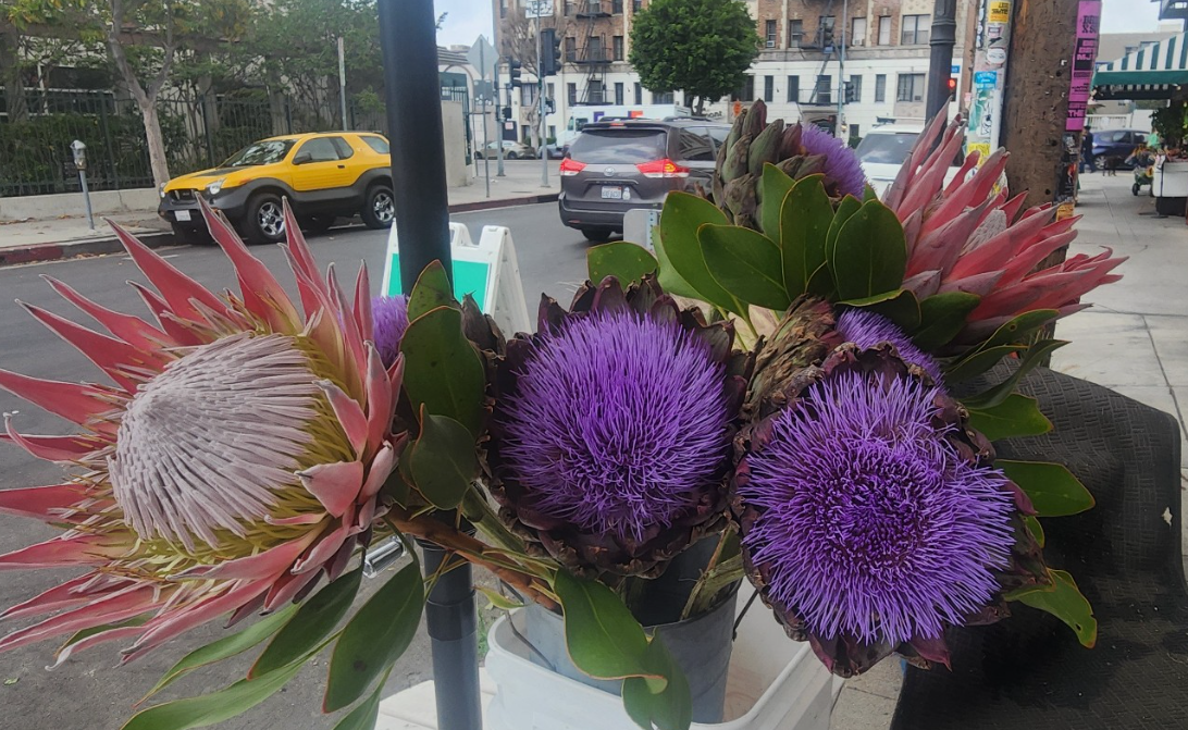 킹 프로테아(King Protea)**와 **아티초크 꽃(Artichoke Blossom) 이미지