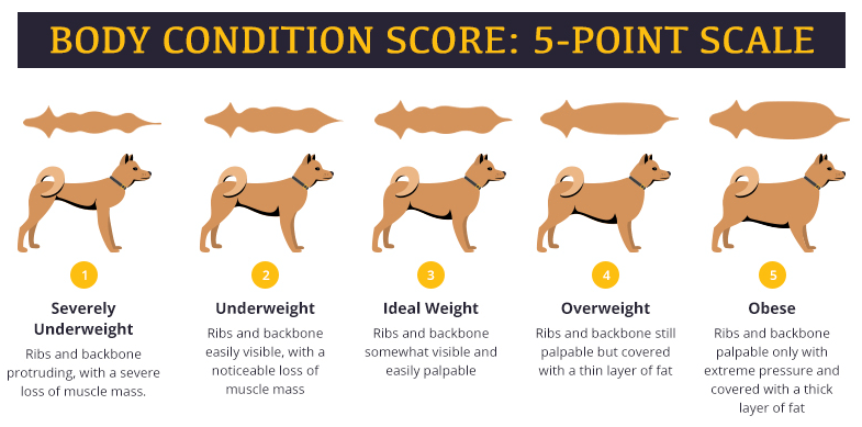 강아지 비만도 체크 BSC