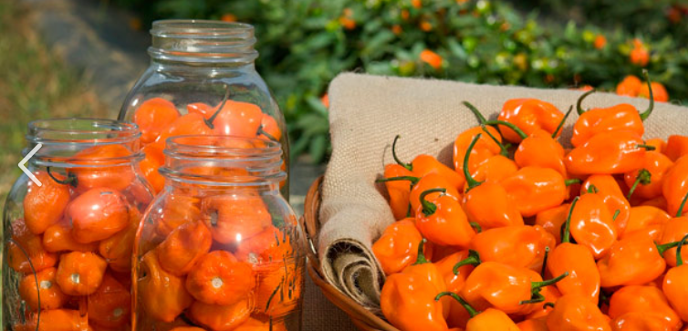 하바네로_보관법