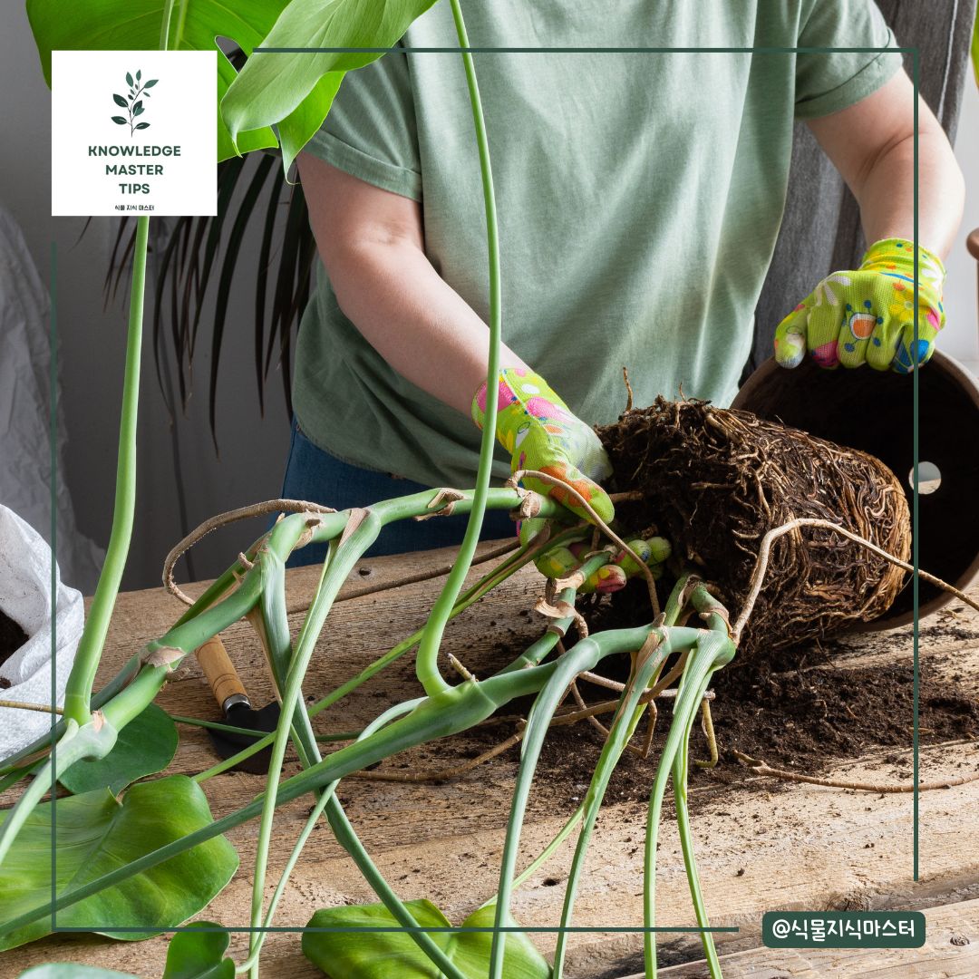 몬스테라 화분에는 어떤 흙?