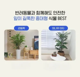 반려동물 안전 실내 식물선택 독성체크 배치높이 관리 간단 가이드_5