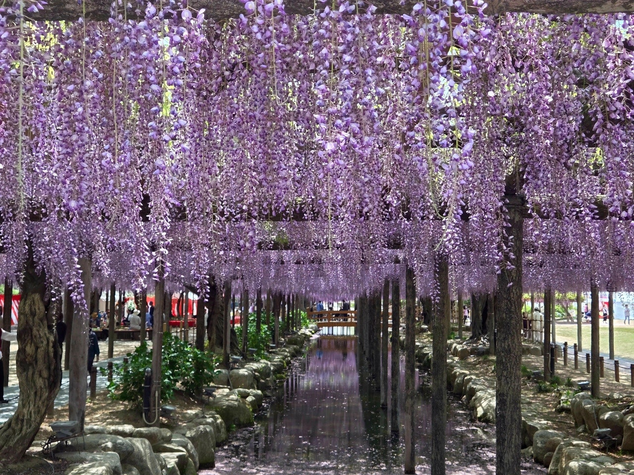 나고야 여행, 나고야 근교 여행, 나고야 당일치기,나고야 소도시 추천, 일본 소도시 여행지,츠시마 등꽃축제, 츠시마 여행, 텐노가와 공원,텐노가와 공원 산책, 텐노가와 공원 후기,일본 등나무 명소, 일본 후지마츠리, 후지꽃축제,일본 봄 축제, 일본 지역 축제 추천,나고야에서 츠시마 가는 법, 츠시마역 가는 방법,나고야 근교 기차여행, 나고야 일일코스 교통편,일본 인생샷 명소, 일본 꽃 사진 여행지,일본 자유여행 루트, 일본 소도시 1박 2일