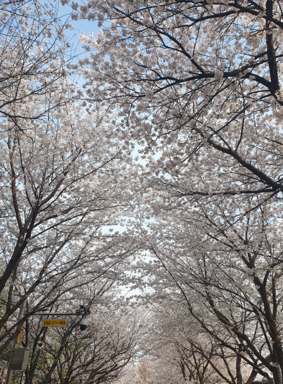 수원 벚꽃 개화시기