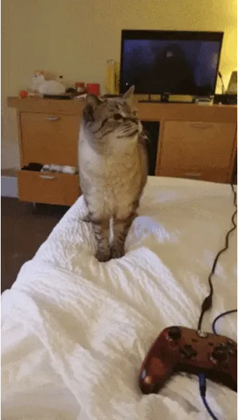 &amp;quot;고양이