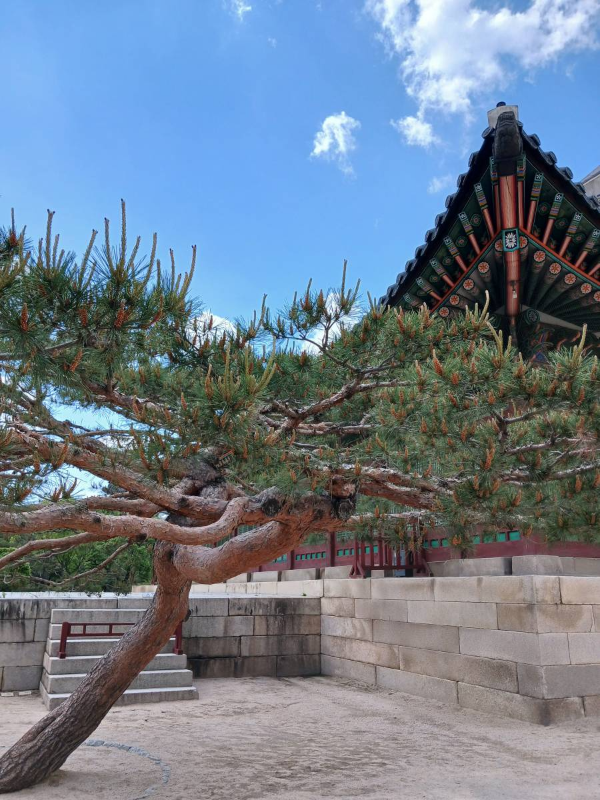 경복궁 전각 앞 나무
