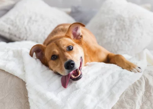 강아지 헥헥거리는 모습/출처:어도비스톡