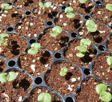 들깨심는시기 중부 남부 지방 들깨 모종 파종 시기 씨앗 심기 재배 방법 총정리 1