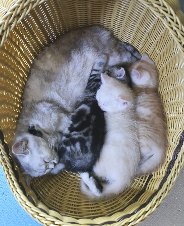 고양이가 좋아하는 환경음