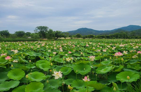 [4월~5월 여행지]만개한 꽃잔디와 봄날의 감동, 거창창포원에서 만난 힐링의 순간