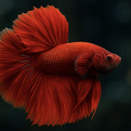 초보자가 하프문베타 키울 때 가장 많이 하는 실수 5가지