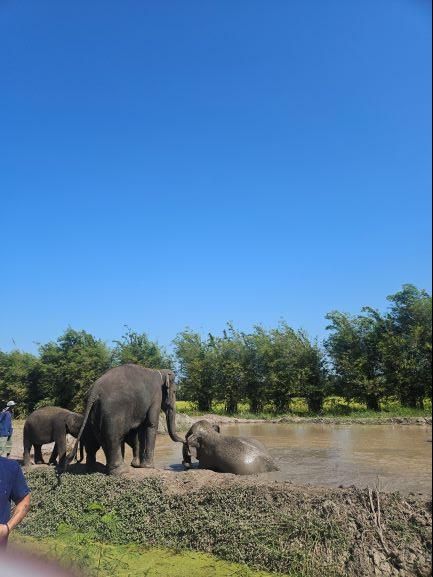 방콕 엘리펀트 파크