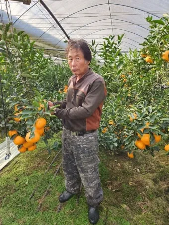 레드향 재배 착과 조절 잎 관리 하우스 온도_11