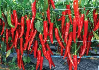 영양 고추 가격 시세 10근가격 현재 농산물 시세_12