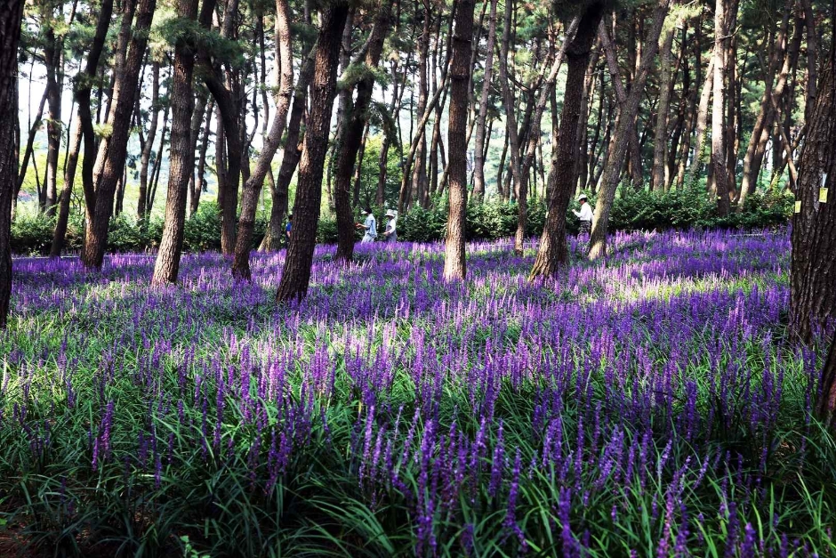 장항 맥문동 꽃 축제