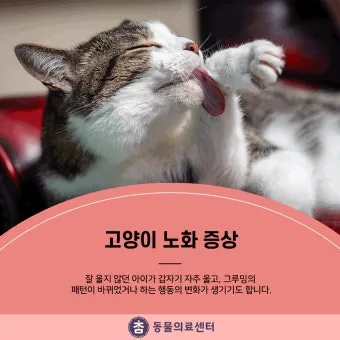 노령 고양이 필수 관리법 4가지 건강 지키기_6