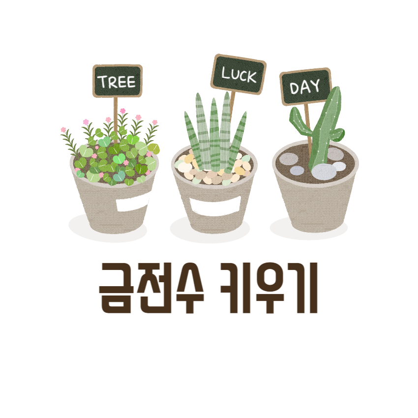 금전수키우기_1