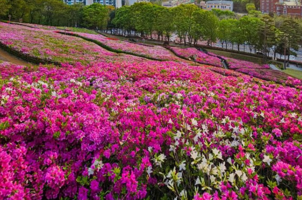 봄꽃 축제 갈 때 꼭 챙겨야 할 필수템