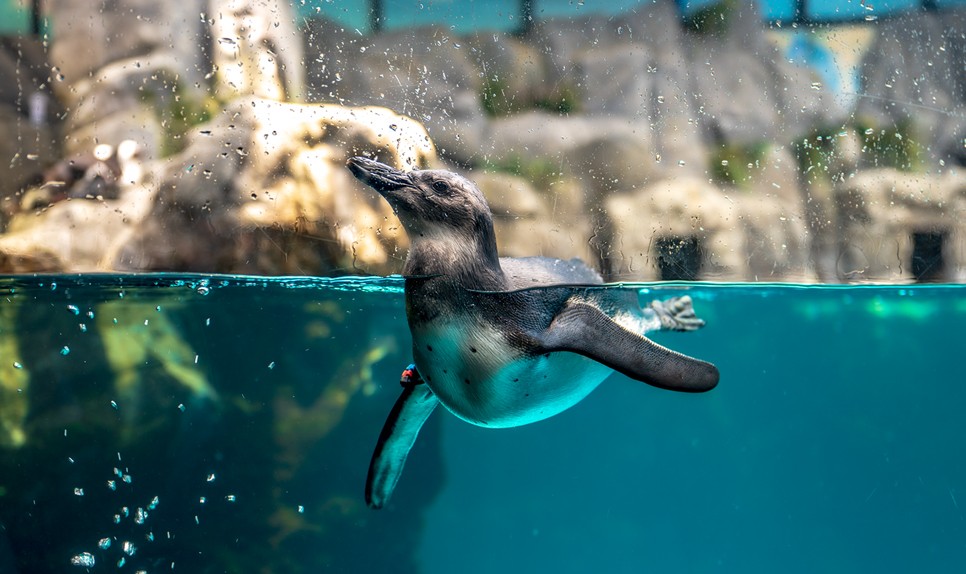 제주 동쪽 가볼만한곳 (아쿠아플라넷 제주)
