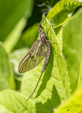 동양하루살이, 팅커벨의 출몰 이유