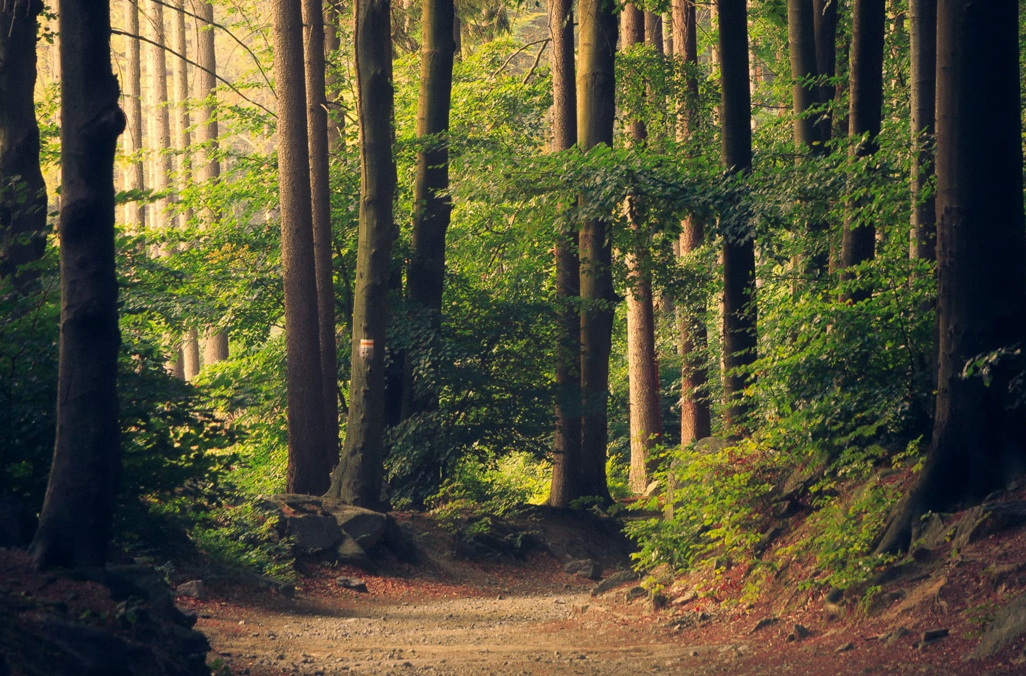 자연속에서 듣는 음악과 도시 속 음악-환경이 음악치료에 미치는 영향