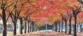 팔공산 단풍 명소