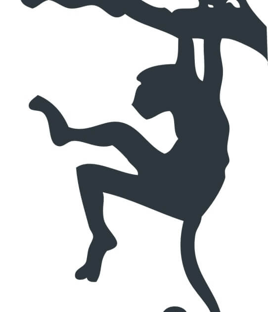 나무에-매달려있는-원숭이