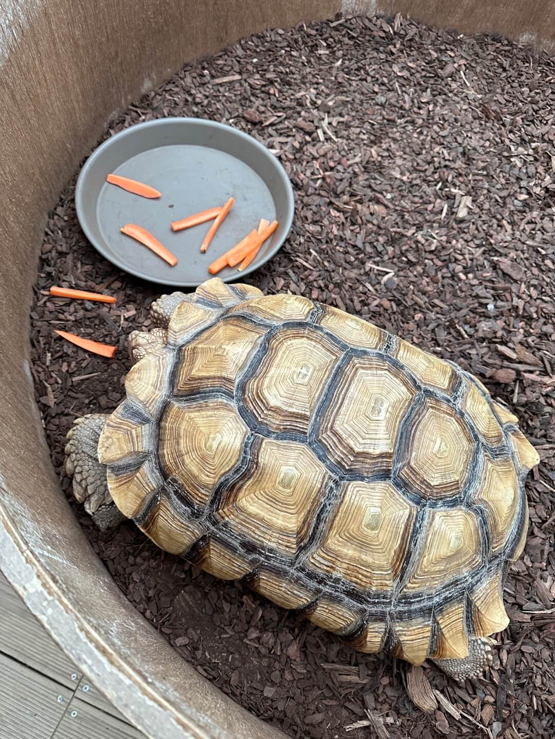 의왕 승림식물원 거북이 먹이주기 체험