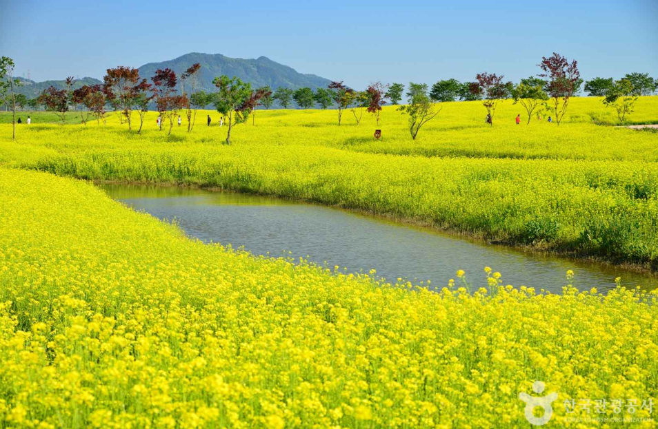 유채꽃 명소 순천만