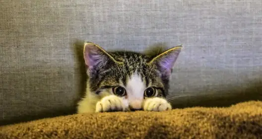 고양이