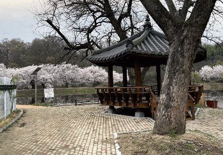 김천 외입석지 벚꽃
