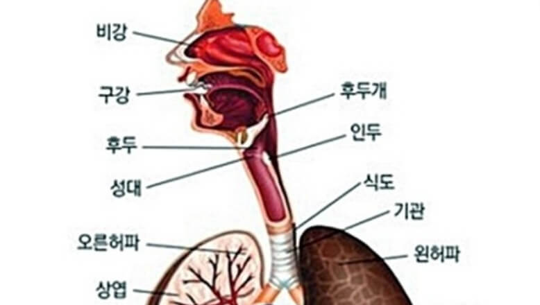 수면 무호흡증 인두 위치