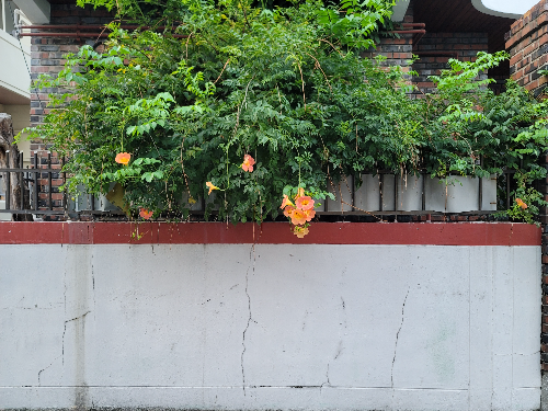 5월에 피는 꽃 능소화