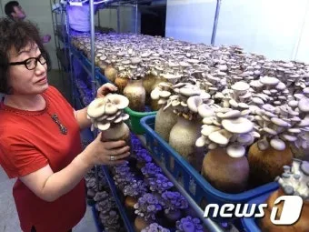 느타리버섯 재배 배지 수분 온도 관리 초보 성공_2