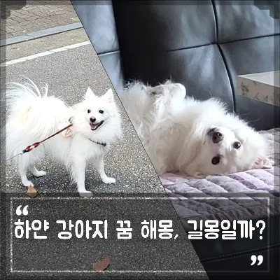 강아지를 안는 꿈의 의미와 해몽을 총정리한 내용_5