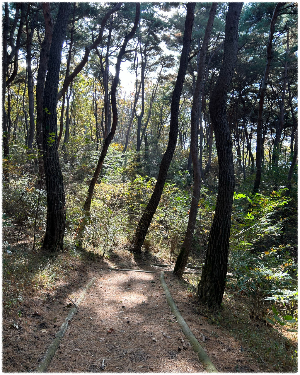 마니산 치유의 숲