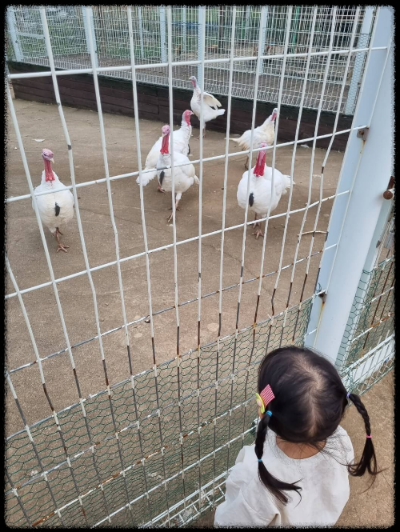 안성팜랜드 핑크뮬리,코스모스 가을 사진여행 추천합니다.