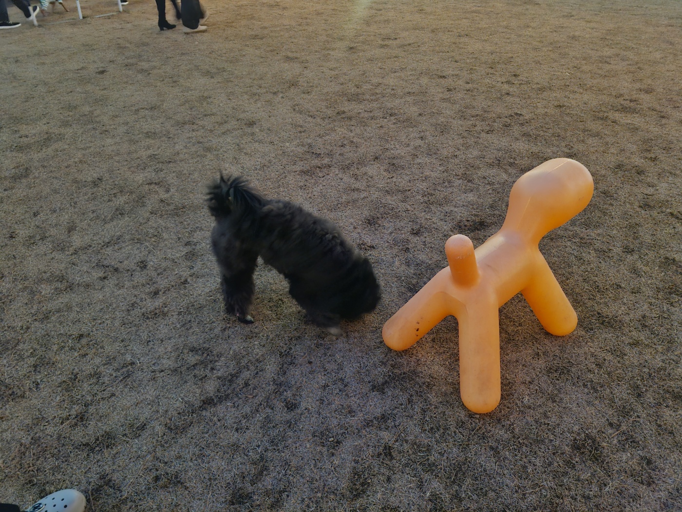 강아지 새벽에 토하는 이유 정리