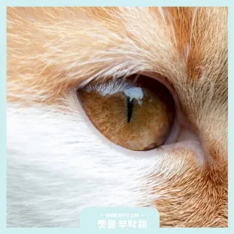 고양이 주요 눈 질환 7가지 증상 원인 치료법_19